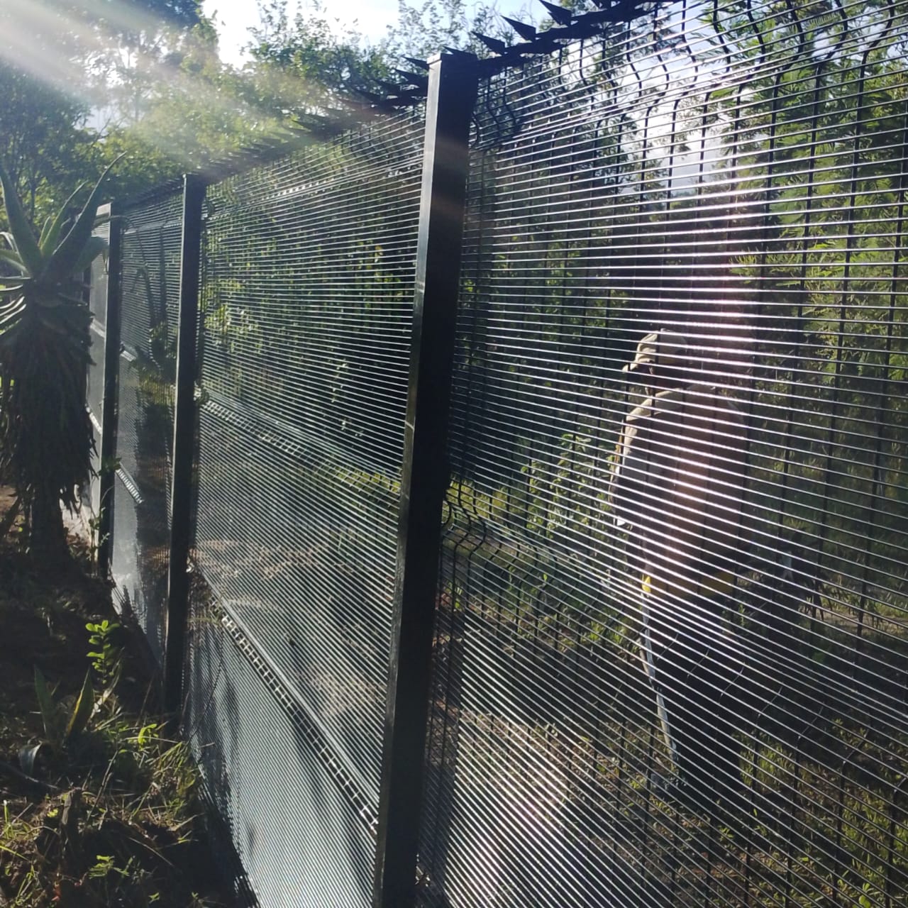 Real Azzar ClearVue fencing installation in Zimbabwe